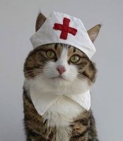 Прикольные и смешные картинки