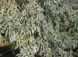 Наконец! Начали выращивать грецкие орехи в промышленных масштабах!