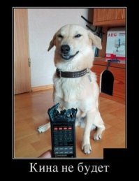 25 хвостатых шкодников, которых поймали на месте преступления