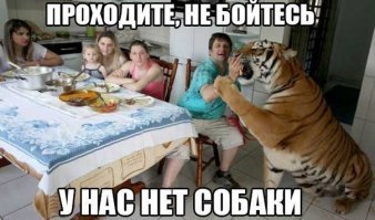 В одной из российских семей живёт огромный одомашненный медведь — и он, походу, неплохо устроился