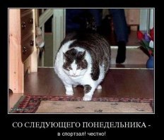 Самая толстая кошка Британии в четвёртый раз вернулась в приют