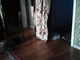 мои коты вааще- то за 7 кг но они явно не толстые" один спрятался другой караулит"