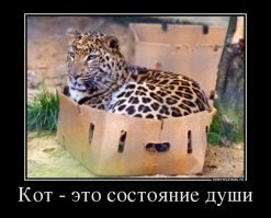 Прикольные и смешные картинки