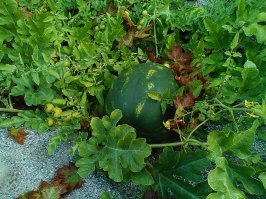 А у меня на огороде на 3-й год плодоносить начал. Но было не особо много. А вот этим летом ну прямо отличный урожай. И персик порадовал. Правда это лето было во всех смыслах отличное.  На работе в кучах песка и гравия выросли и вызрели арбузы. Отличные на вкус! Все покупные даже рядом не стояли. Калининградская область, если что.;)