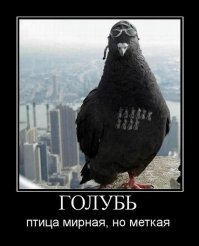 Смешные картинки с надписями