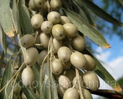 Это так их в народе называют.Дерево называется Лох серебристый.