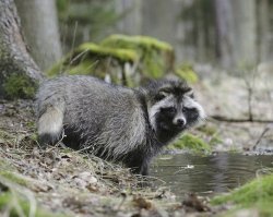 Это - енотовидная собака