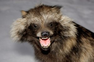 Это - енотовидная собака