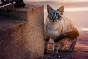 Так милы сердцу дворовые коты