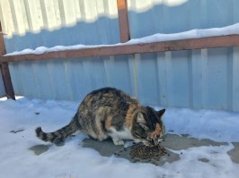 Пушинка. Живёт возле нашего дома.