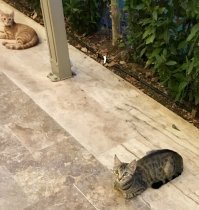 Отельные коты, Анталья.