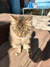 Так милы сердцу дворовые коты