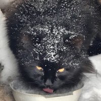 Бегемот. Минск, частный сектор.