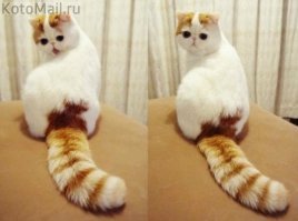 Так милы сердцу дворовые коты