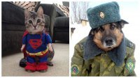 Это из серии,мой хозяин -идиот.