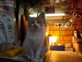 Осенние ялтинские коты, согретые прощальными лучами редкого ноябрьского солнца жмурятся, лениво поглядывая на одиноких любителей морских купаний. И лёгкий бриз, что приносит с пирса прямиком к их носам запах свежей пойманной рыбы, не вызывает привычного интереса к улову. Старые морские пираты пришвартовали воспоминания на серых, согретых лучами солнца камнях, мурлыкая известный им одним солёный блюз флибустьеров.