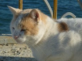 Осенние ялтинские коты, согретые прощальными лучами редкого ноябрьского солнца жмурятся, лениво поглядывая на одиноких любителей морских купаний. И лёгкий бриз, что приносит с пирса прямиком к их носам запах свежей пойманной рыбы, не вызывает привычного интереса к улову. Старые морские пираты пришвартовали воспоминания на серых, согретых лучами солнца камнях, мурлыкая известный им одним солёный блюз флибустьеров.
