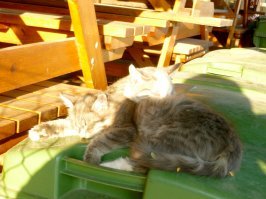 Осенние ялтинские коты, согретые прощальными лучами редкого ноябрьского солнца жмурятся, лениво поглядывая на одиноких любителей морских купаний. И лёгкий бриз, что приносит с пирса прямиком к их носам запах свежей пойманной рыбы, не вызывает привычного интереса к улову. Старые морские пираты пришвартовали воспоминания на серых, согретых лучами солнца камнях, мурлыкая известный им одним солёный блюз флибустьеров.