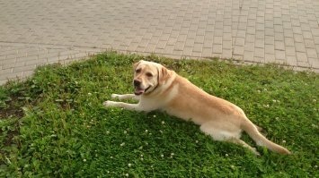 От нас ушёл наш старший пёс.
Ушёл и часть души унёс
Для нас его уход - печаль
Но время лентой вьётся в даль

Он к нам попал - совсем щенок
Он нас любил - как только мог
А хвост, когда он им вращал,
Нам радость жизни возвращал

Года бегут, и Рэй взрослел
Он был умён, красив и смел
В глазах насмешливый вопрос
Хозяин, что ты мне принёс?

Скорей пойдём со мной гулять
Я буду мячик догонять
Его причует чёрный нос
Теперь я сильный взрослый пёс.

Грозою уток Рэйка стал!
Не раз вставал на пьедестал!
Гранд-чемпион!
А для друзей -
Всё тот же милый, славный Рэй!

Но время бег неумолим
Пёс постарел -  мы вместе с ним
Идти труднее, вновь и вновь
И лишь в его глазах - любовь

Творится вечный жизни круг
Приходит друг, уходит вдруг
Чтобы родиться вновь щенком
Я счастлив что с ним был знаком !