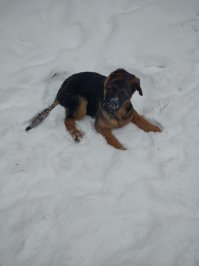 мечтал о собачке лет с 5, в мои почти 34 мечта сбылась. 
Счастлив как ребенок, давно такой эмоциональной подпитки не получал.