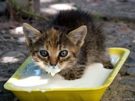 25 хвостатых шкодников, которых поймали на месте преступления