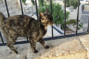 Эта милаха встречала нас в Иерусалиме на Масличной горе