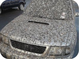 Почему мы никогда не видим птенцов голубей?