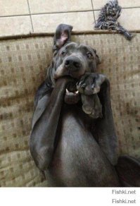 Иглобрюх способен съесть всё, что тебя пугает