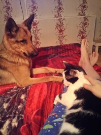 И без собаки плохо и без кошки:-) поэтому надо двоих, у меня так:-)