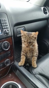 Моя жена на перекрёстке такое же чувырло ))) подняла 2х месячное. Арсением теперь кличут.
