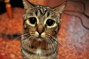 Как места для котиков не останется?