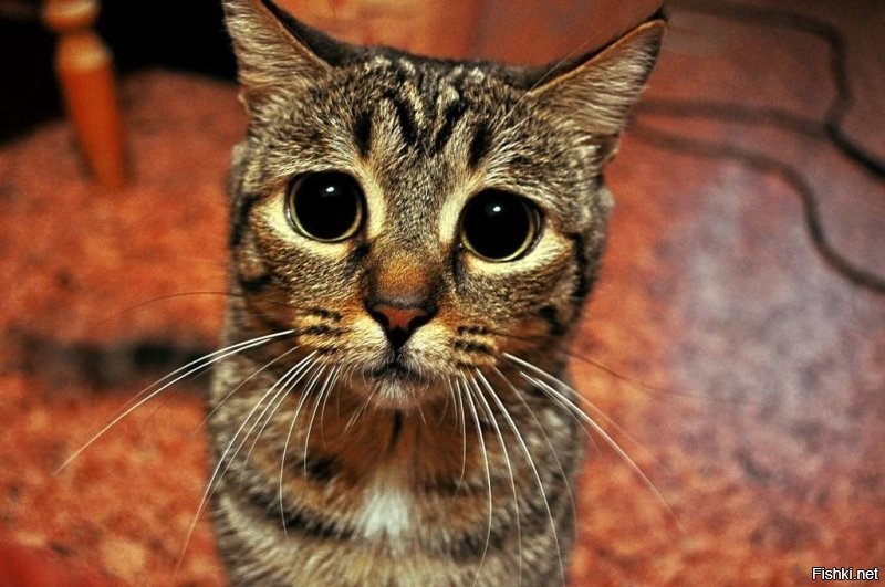 Как места для котиков не останется?