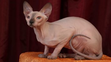 Лысый ежик - прикольно. Напоминает сего зверя без шерсти.