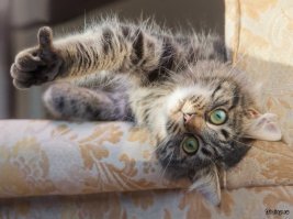 Обезображенного кота посчитали слепым, но он открыл свои потрясающие глазки