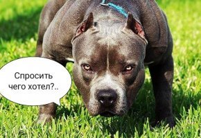 Намешалось