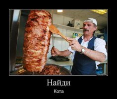 Девушка погладила бездомную кошку и оказалась парализована