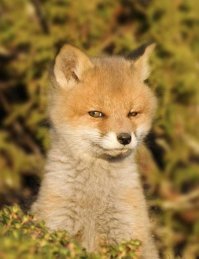 Мужчина вдохновился Робинзоном и год выживал на острове