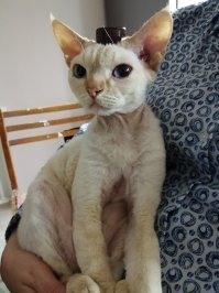 20 фотографий, которые были бы скучными, если б в кадре внезапно не появились кошки