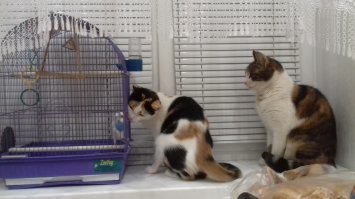 Обезображенного кота посчитали слепым, но он открыл свои потрясающие глазки