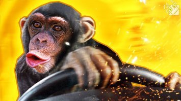 Ты, что не видишь? Свадебный кортеж едет!