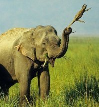 Слон помогает ящерице научиться летать