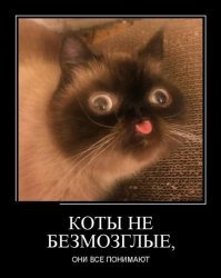 Прикольные и смешные картинки