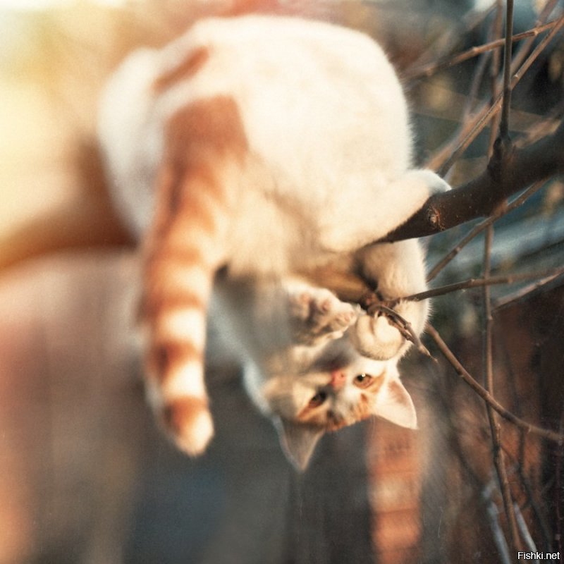 Без кота и жизнь не та: уравновешенные коты-акробаты демонстрируют чудеса баланса