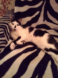 Вот моя мастерица маскировки:-)