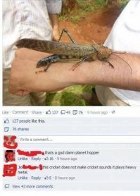 Пестрый мир насекомых