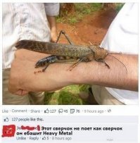 Пестрый мир насекомых