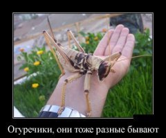 Пестрый мир насекомых