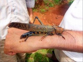 Пестрый мир насекомых