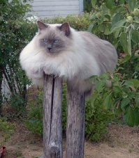 Без кота и жизнь не та: уравновешенные коты-акробаты демонстрируют чудеса баланса