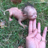 А какое домашнее животное живёт у тебя?